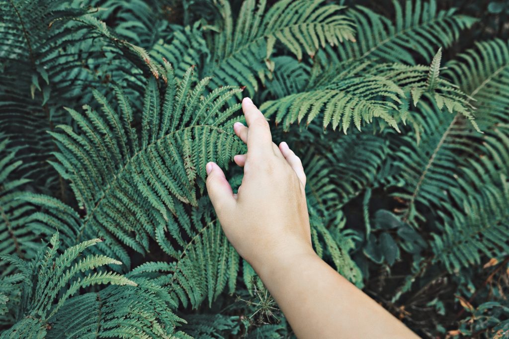Connecting with nature. Womans hand gently touches green leaves of fern. Wellbeing and harmony