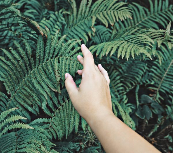 Connecting with nature. Womans hand gently touches green leaves of fern. Wellbeing and harmony